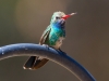 Broad-billed Hummingbird