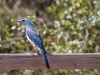 Mexican Jay