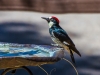 Acorn Woodpecker