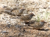 Chipping Sparrow