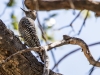 Williamson's Sapsucker