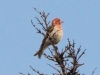 Cassin's Finch