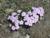 img_0491_purple_flowers_mthood2011