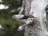 Clark's Nutcracker