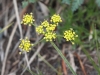 img_0516_flowers_mthood2011