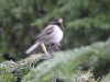 Dark-eyed Junco 