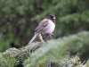 Dark-eyed Junco. Mt Hood.