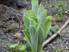 img_0528_corn_lilly_mthood2011