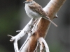 Chipping Sparrow