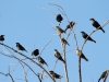 Brown-headed Cowbirds