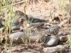 Spotted Sandpiper