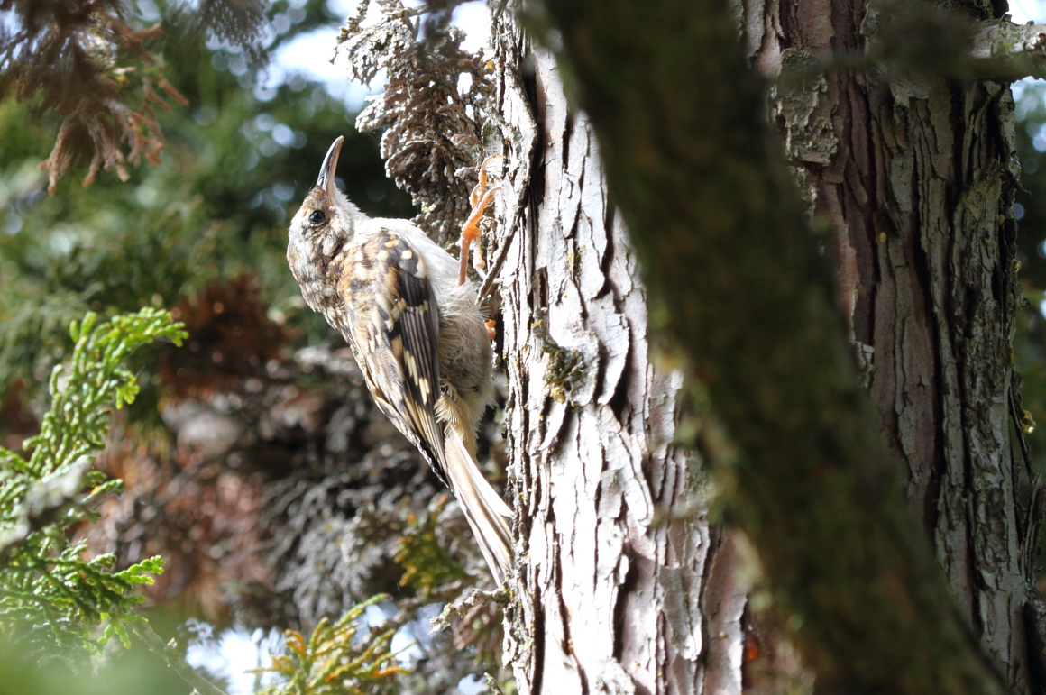 Brown Creeper