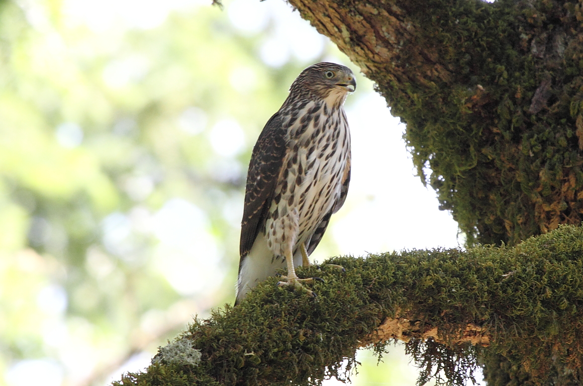 Cooper\'s Hawk