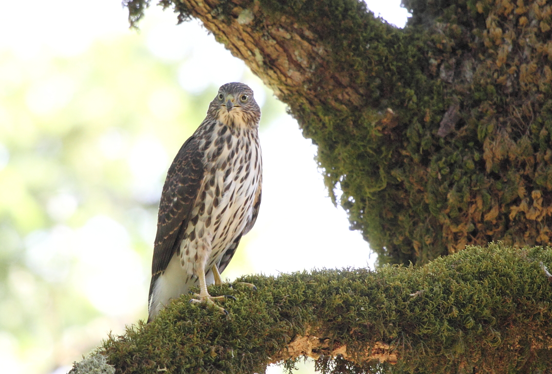 Cooper\'s Hawk