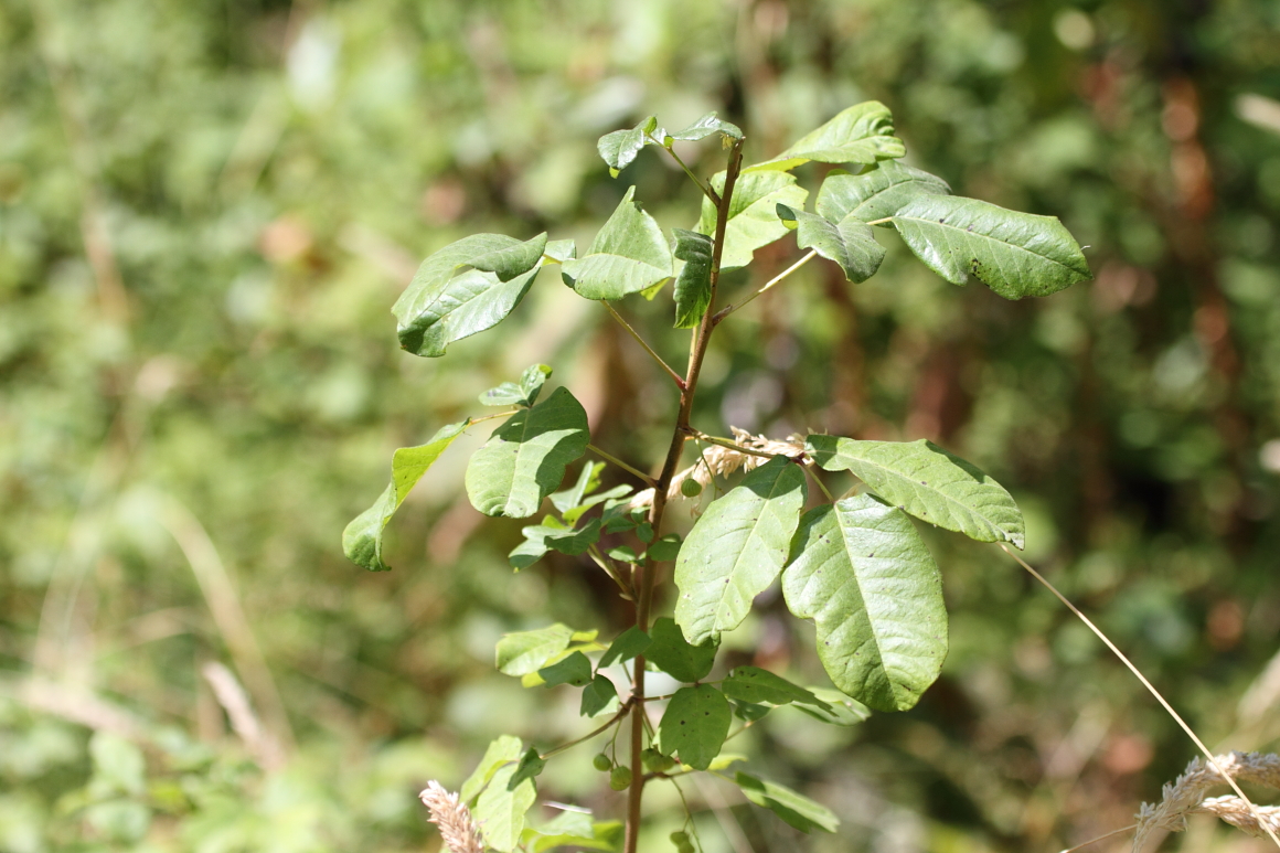 Poison Oak