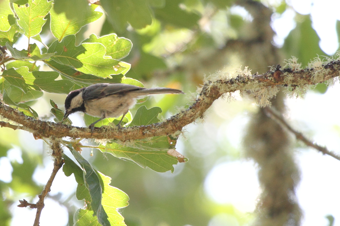 Black-capped Chickadee