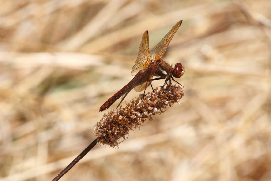 Red-veined Meadowhawk