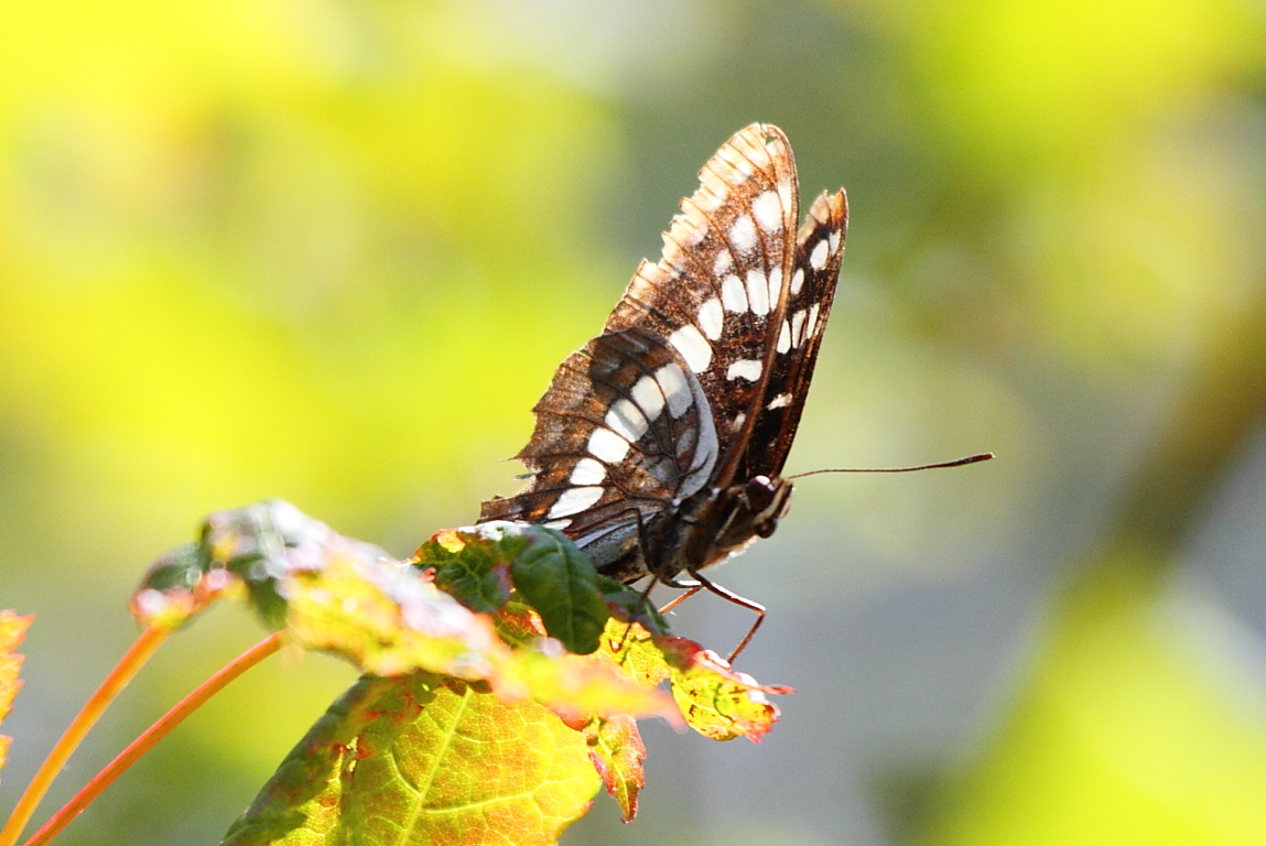 Lorquin\'s Admiral Butterfly