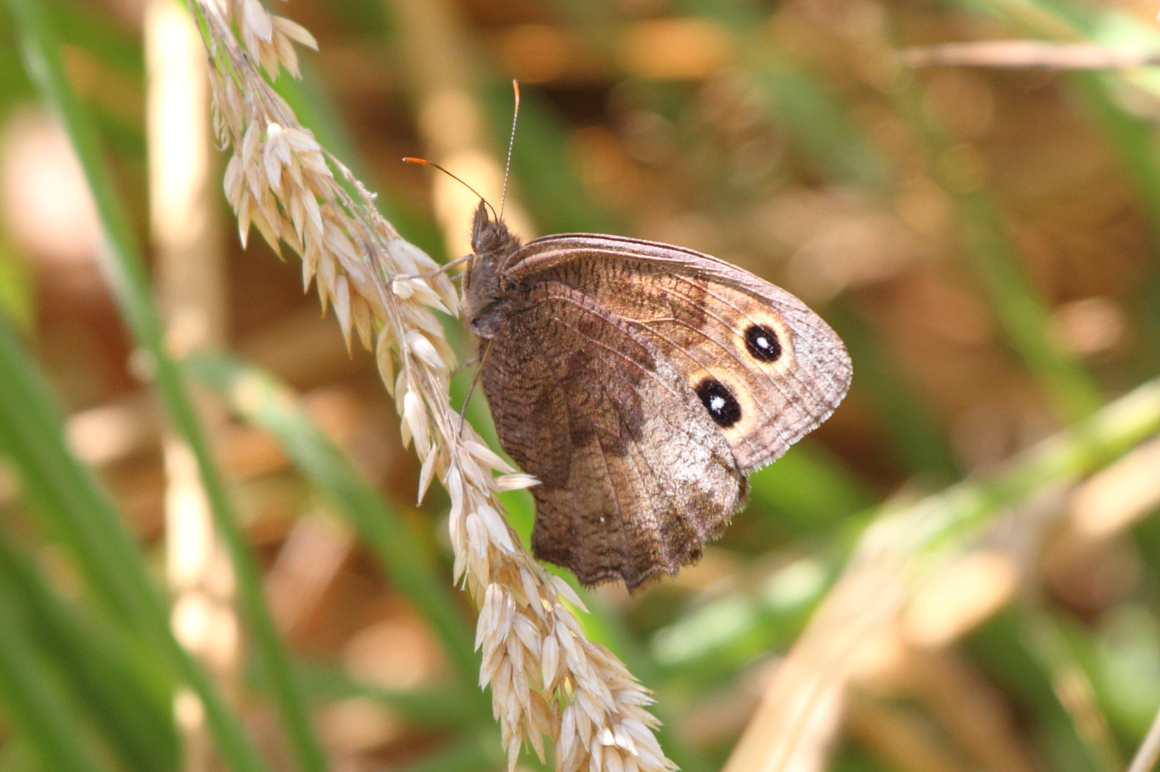 Common Wood-nymph 