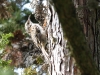 Brown Creeper