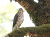 Cooper's Hawk