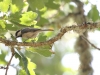 Black-capped Chickadee