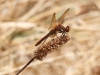 Red-veined Meadowhawk