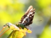 Lorquin's Admiral Butterfly