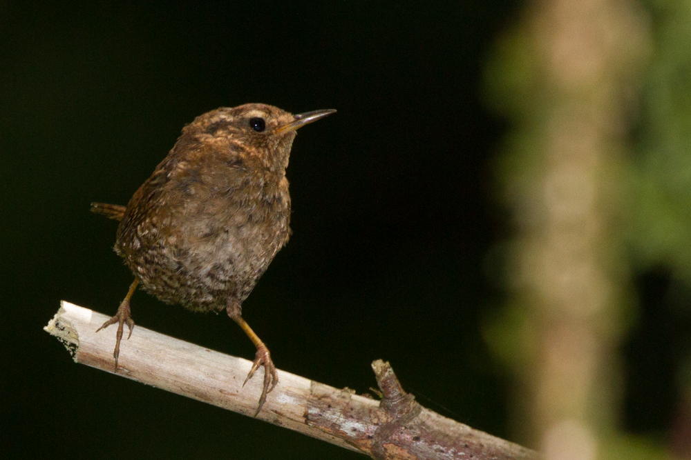 Pacific Wren