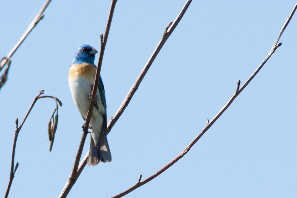 Lazuli Bunting