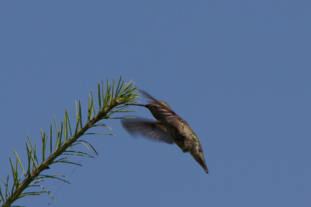 Anna\'s Hummingbird