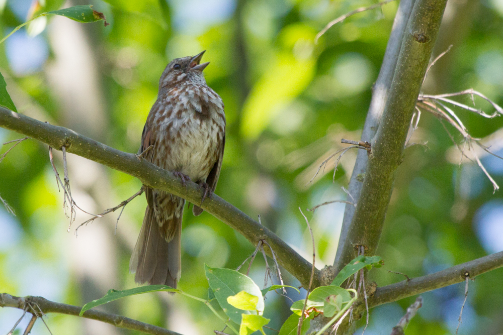 Song Sparrow