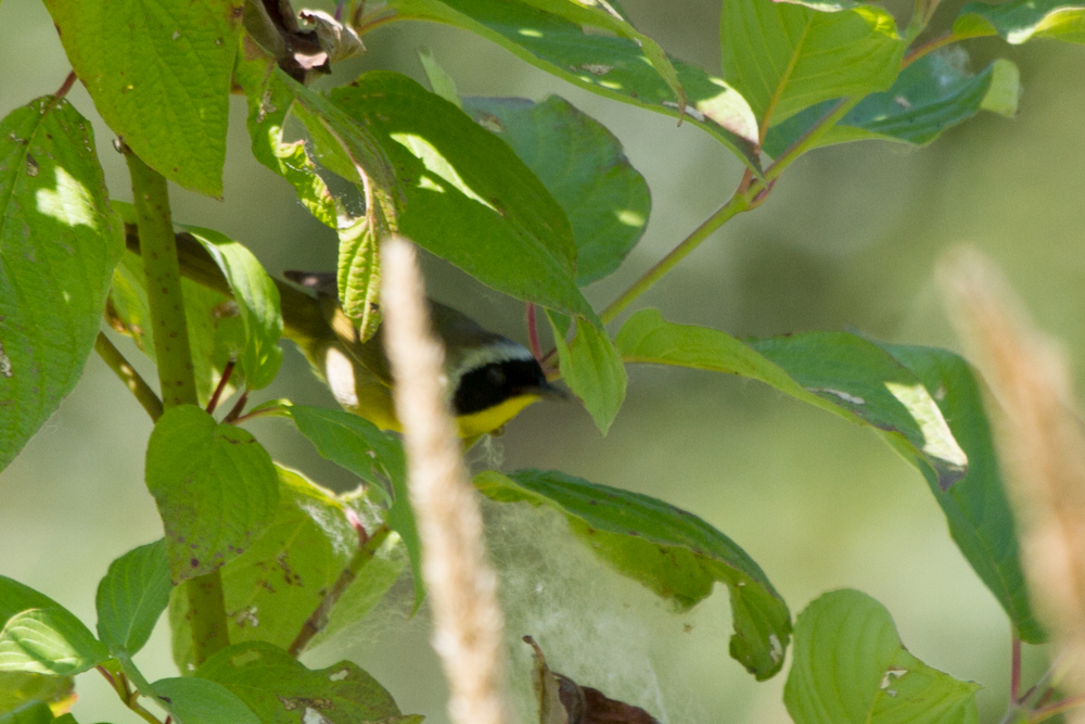 Common Yellowthroat