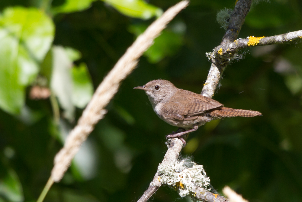 House Wren