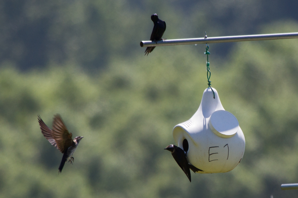 Purple Martins