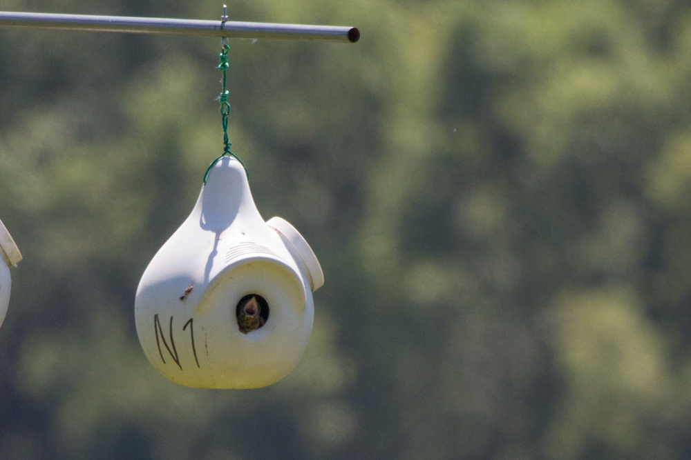 Baby Purple Martin