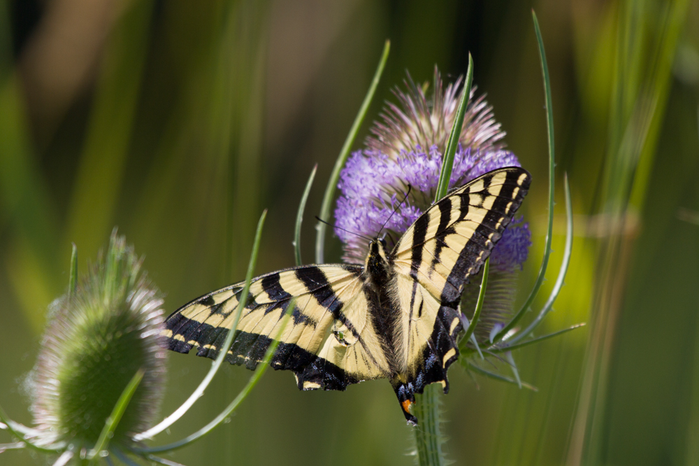 Two-tailed Swallowtail