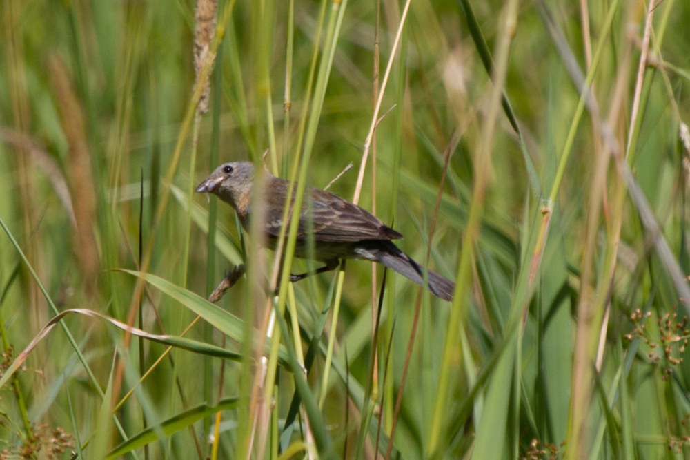 Female Lazuli Bunting