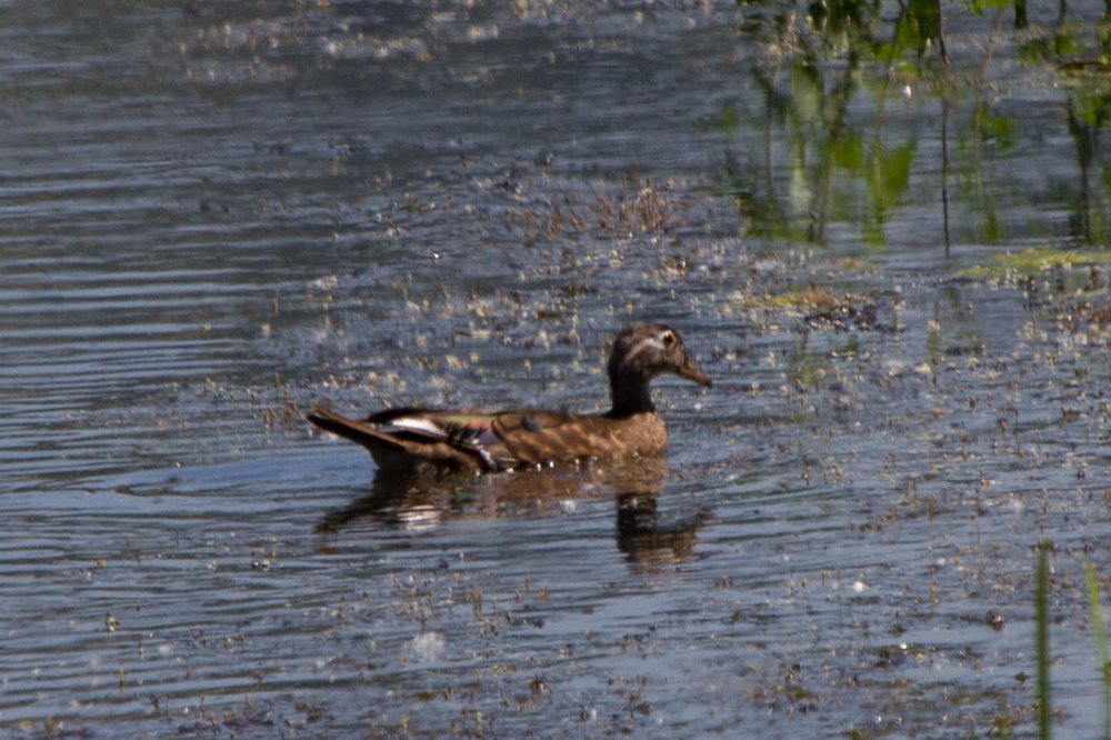 Wood Duck