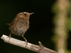 Pacific Wren