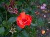 Rose Garden