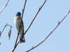 Lazuli Bunting