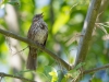 Song Sparrow