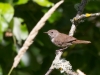 House Wren