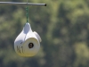 Baby Purple Martin