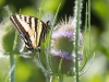 Two-tailed Swallowtail