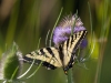 Two-tailed Swallowtail