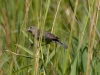 Female Lazuli Bunting