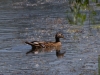 Wood Duck