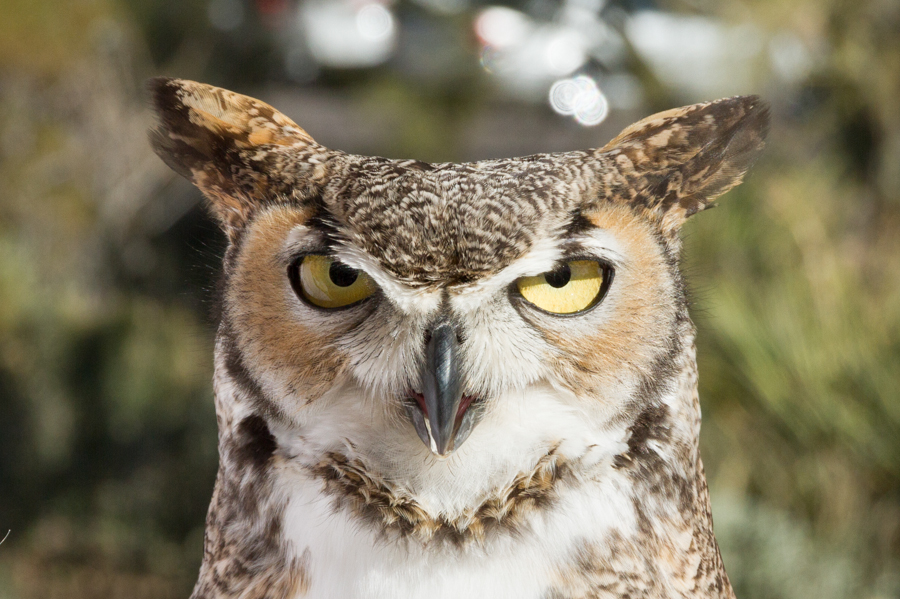 Great Horned Owl